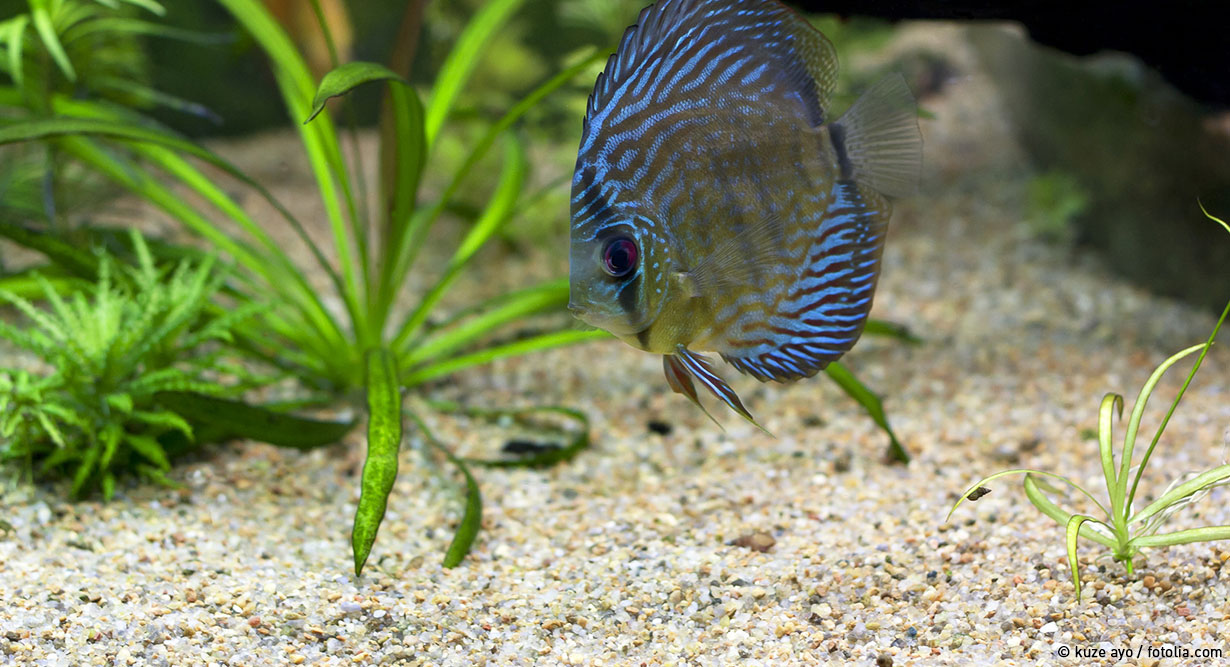 Fisch schwimmt im bepflanzten Aquarium