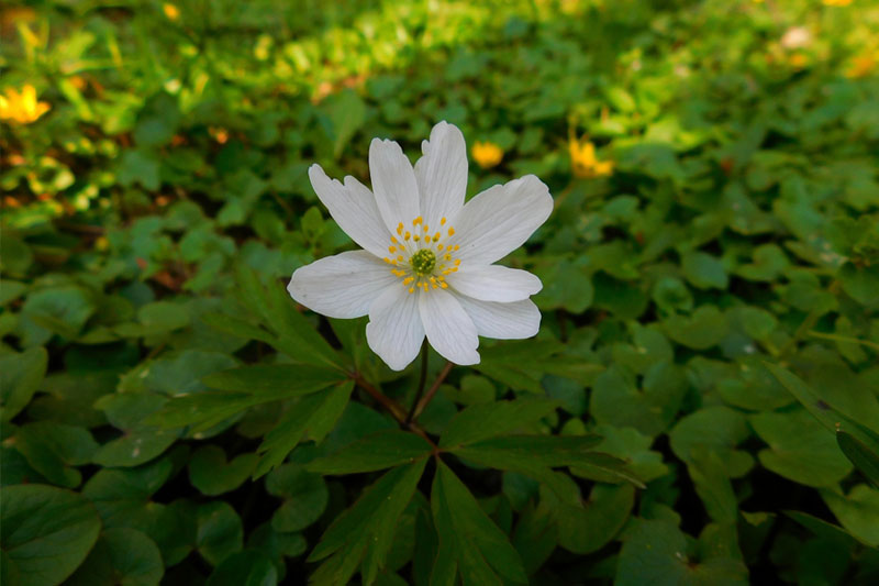 104-schattenpflanze Blume ragt im Schatten aus Beet hervor