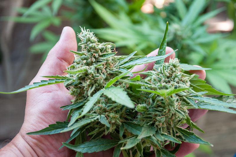110-cannabis-blueten Cannabis Blüten werden in den Händen gehalten