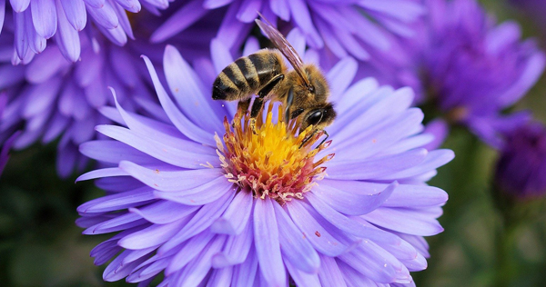 20-Steingarten-Post-Biene-auf-Bluete-2 Biene auf einer lila Blüte