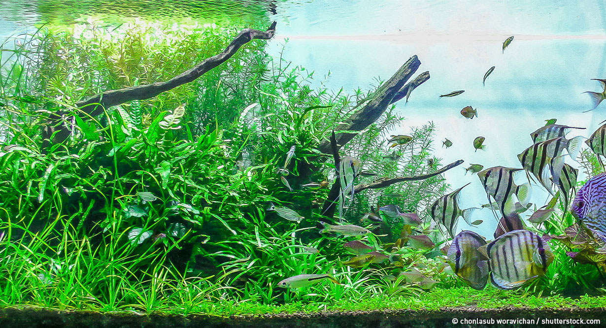 Fische schwimmen im dekorierten Aquarium
