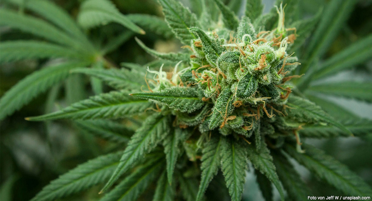 Cannabispflanze im Porträt