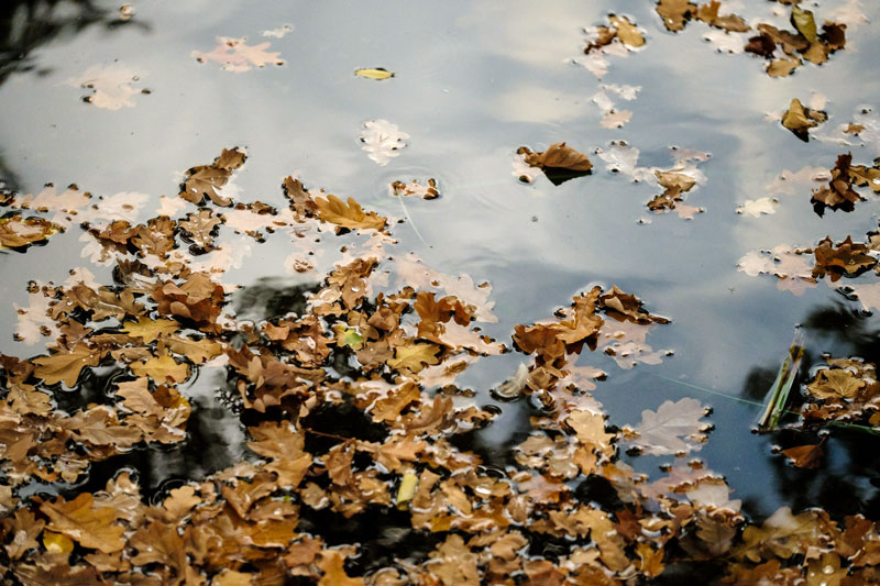 81-laub-im-teich Laub in einem Teich