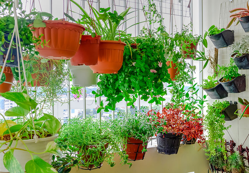 98-blumenampeln Blumenampeln hängen von der Decke