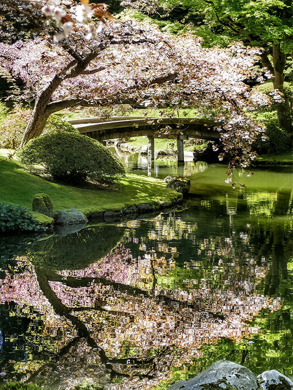 Blühender Baum in Japangarten