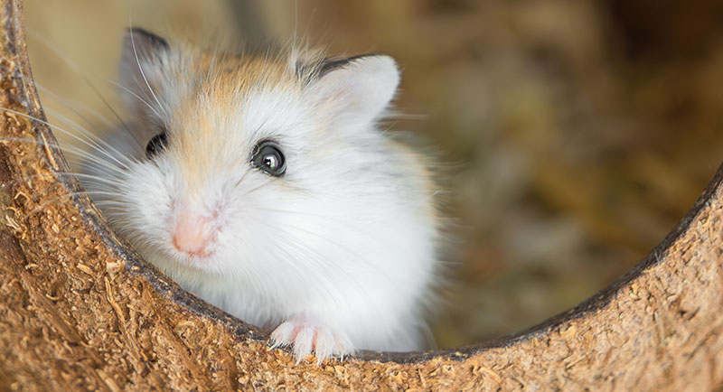 usp-hamsterglueck-2-800x434 Hamster guckt aus Kokusnuss-Haus
