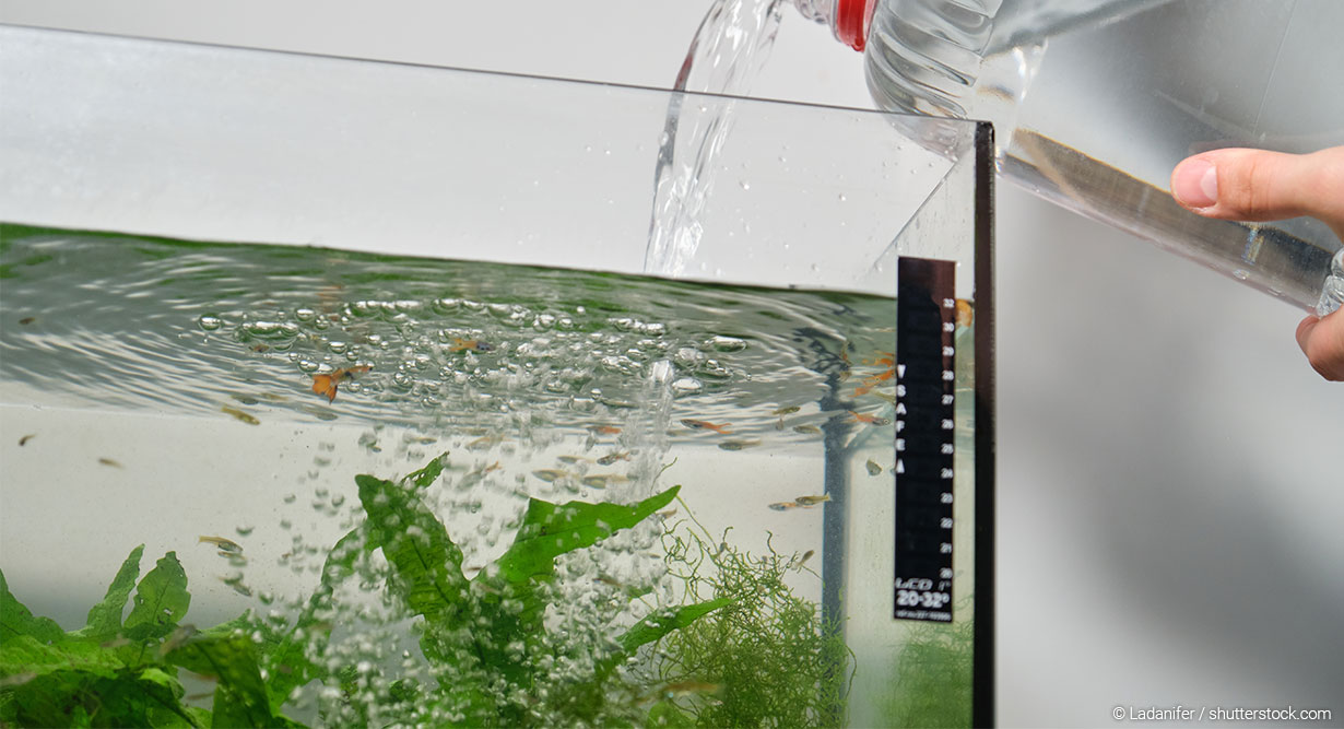 Altes Aquariumwasser wird ausgewechselt