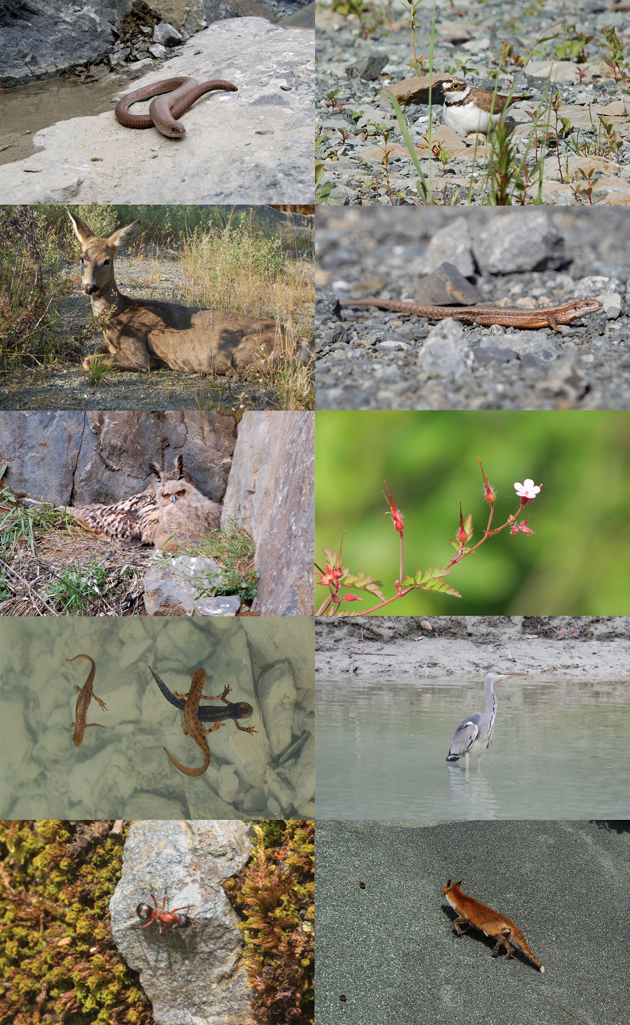 74-steinbruch-natur-collage Collage über Natur im Steinbau