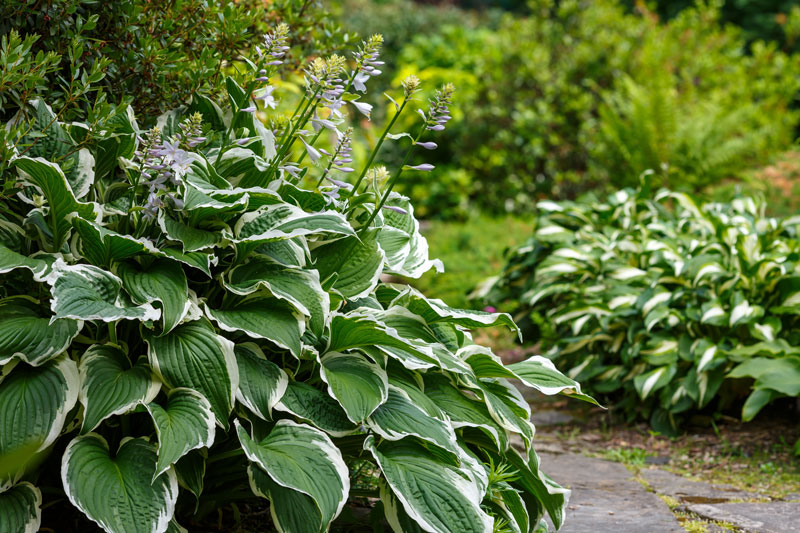 Funkienbüsche im Garten