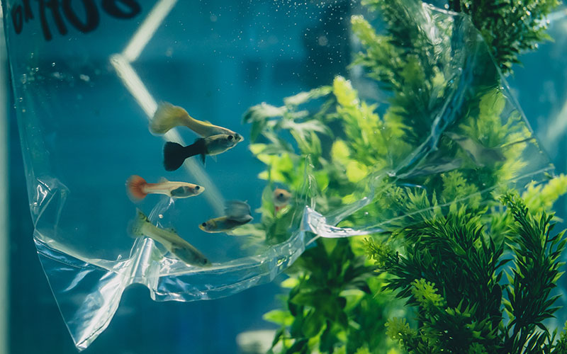101-tiere Fische im Aquarium