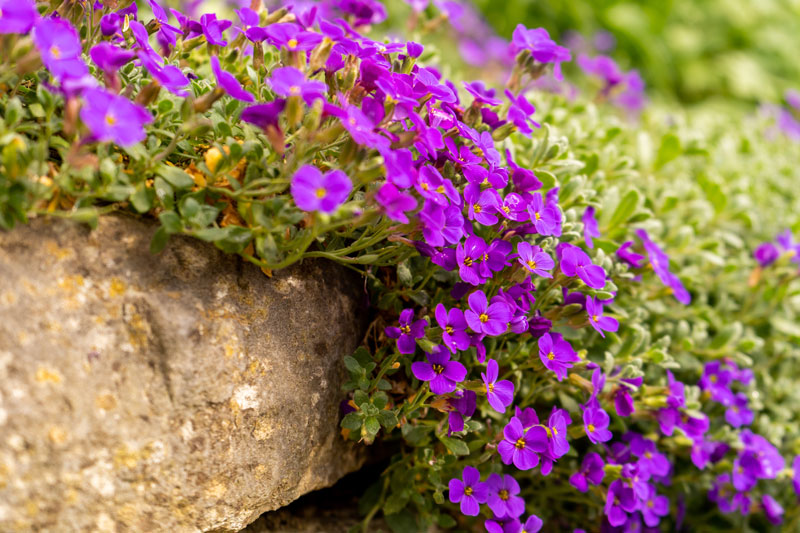 107-phlox Lilane Blüten erstrecken sich über eine Steinkante