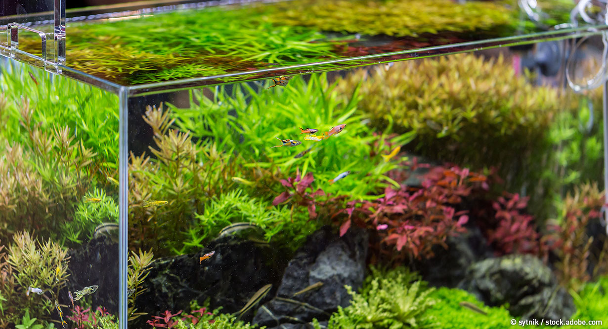 Nahaufnahme eines Aquariums inklusive Wasserpflanzen