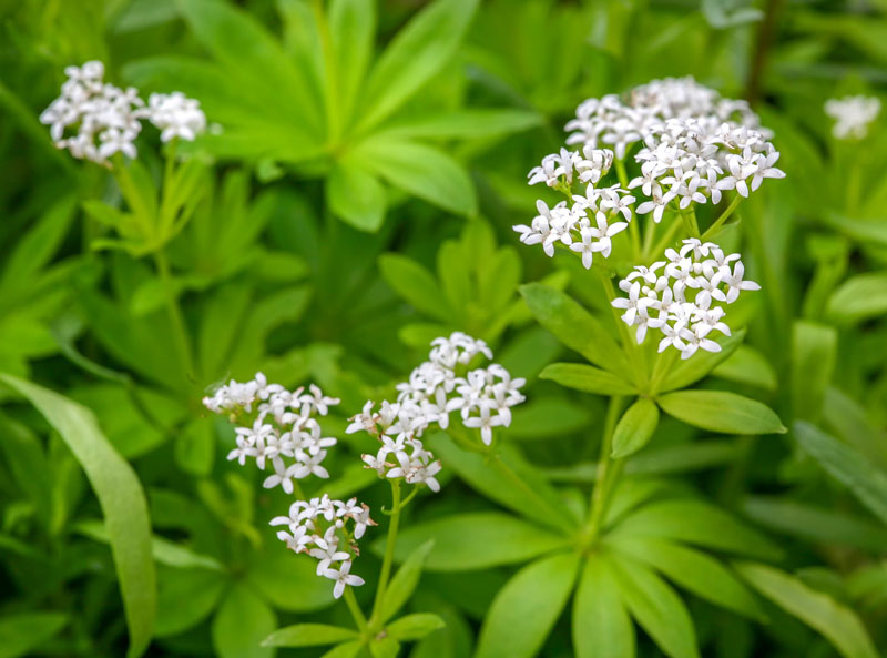 121-waldmeister Eine Ansammlungen von Waldmeisterpflanzen