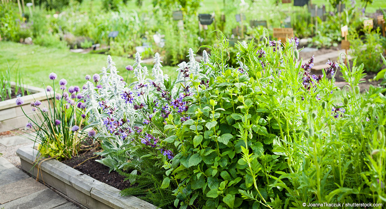 header-kraeutergarten-anlegen-1230x667 Kräuterbeet im Garten
