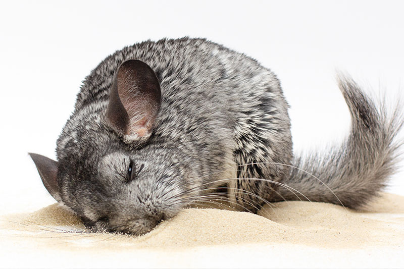 Chinchilla badet in Sand