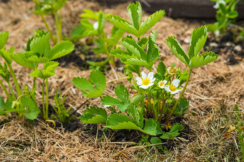 Strohmulch in einem Garten