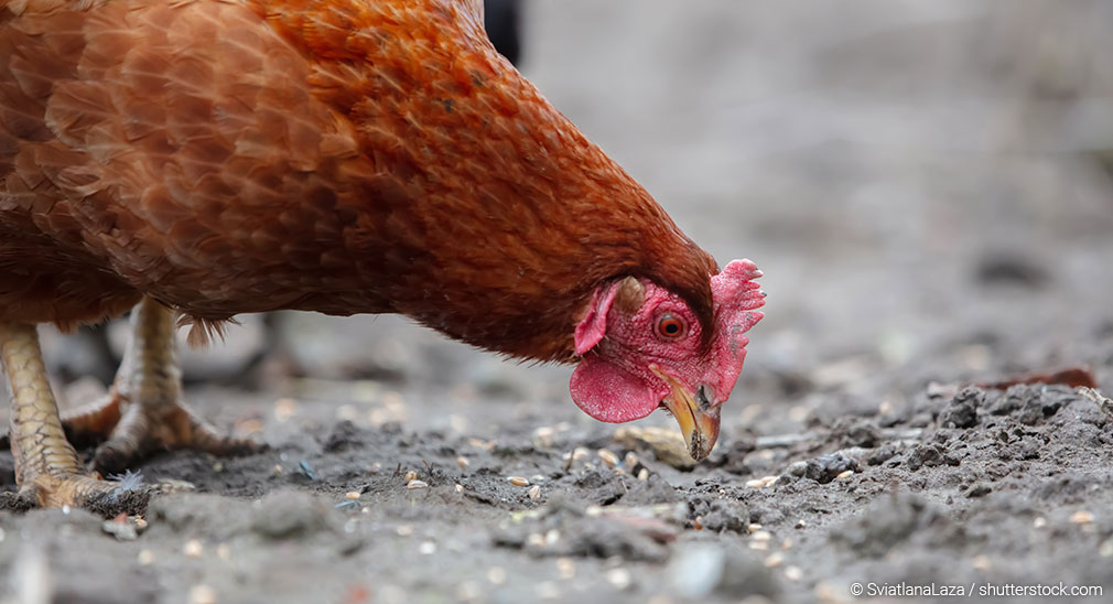 header-magensteinchen-1010x548 Huhn pickt Steinchen vom Boden