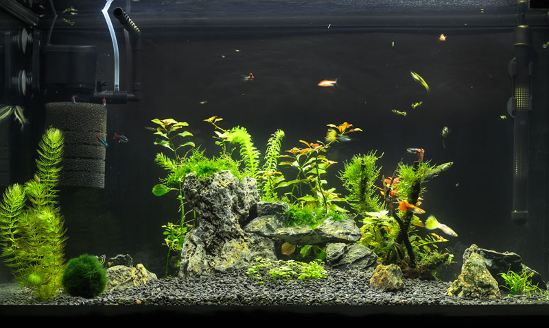 Bepflanztes Aquarium mit schwarzen Aquariumskies