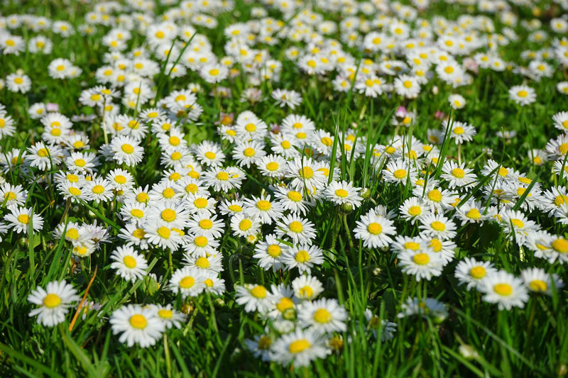 90-gaensebluemchen Wiese mit viele Gänseblümchen