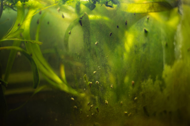 Grünliches Wasser in einem Aquarium