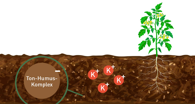 69-infografik-ton-humus-komplexe-1 Infografik zum Ton-Humus-Komplex