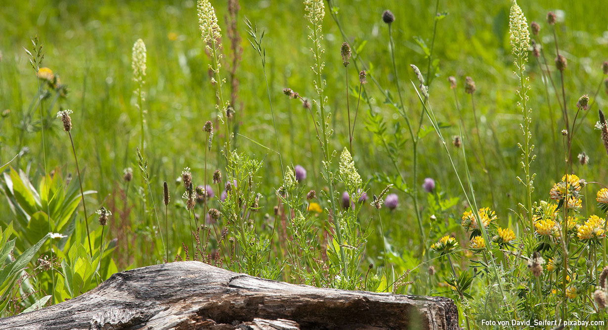 Naturgarten hinter einem Stück Totholz