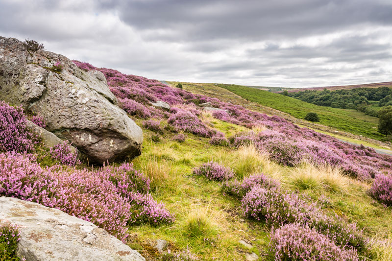 106-heide-landschaft-england Landschaft mit Gräsern und Büschen