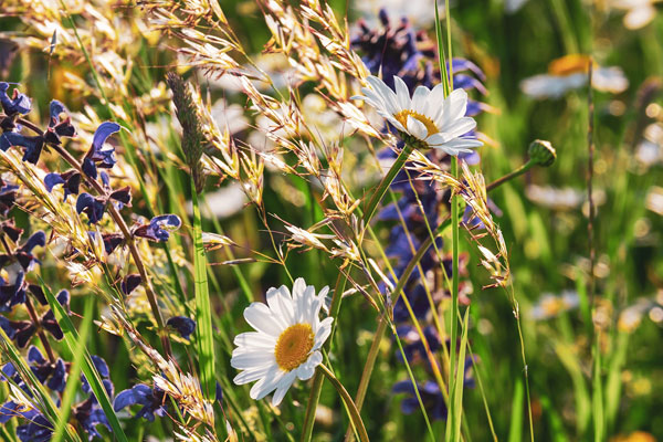 46-blumenwiese-3 Blumenwiese mit verschiedenen Blüten
