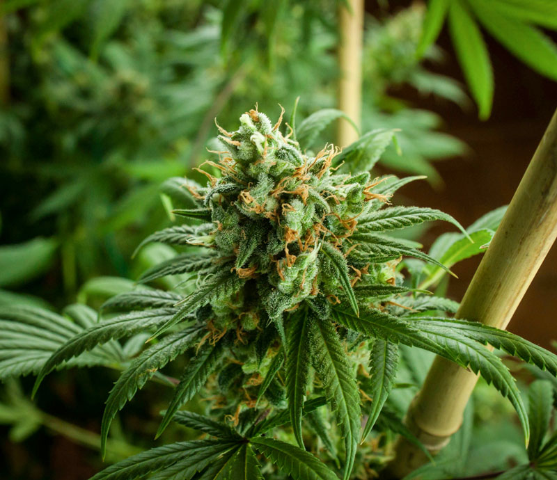 110-cannabis-homegrow Cannabispflanze wächst im Homegrow