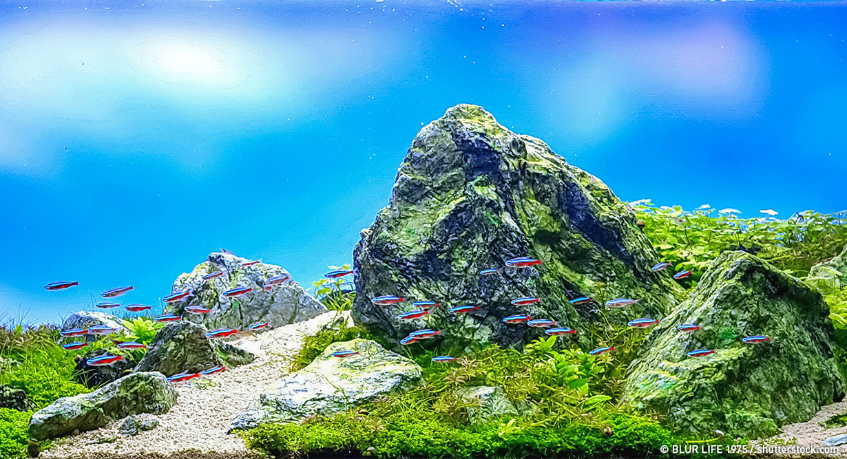 header-aquarium-steine-1230x667 Steinlandschaft am Boden eines Aquariums