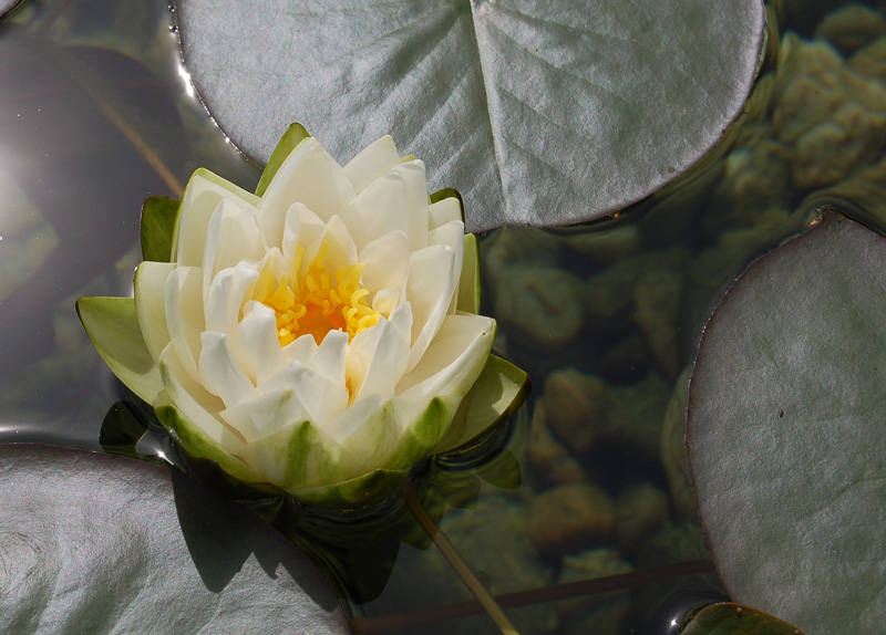 119-seerose Weiße Seerose im Teich