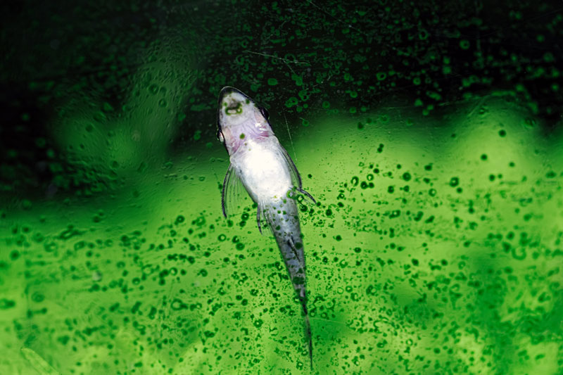 100-algen-fressfeind Ein Fisch isst Algen an einer Aquariumsscheibe