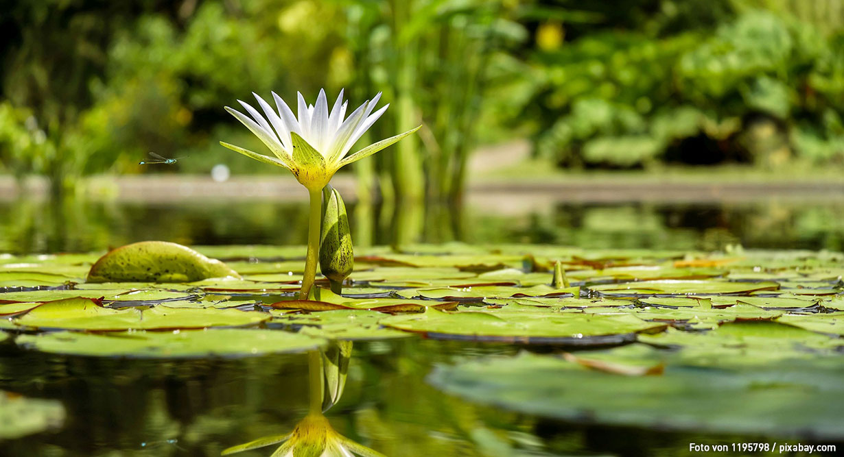 header-zeolith-im-teich-1230x667 Seerose blüht zwischen Seerosenblättern