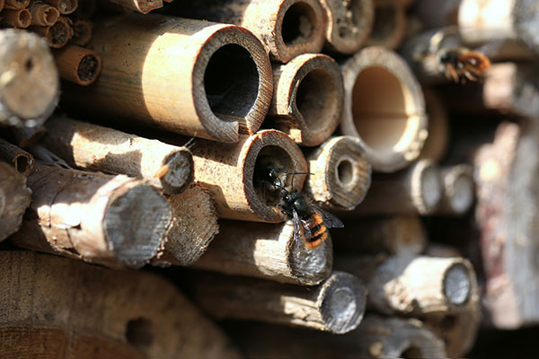 46-nisthilfe-insekten-4 Nisthilfe für Insekten