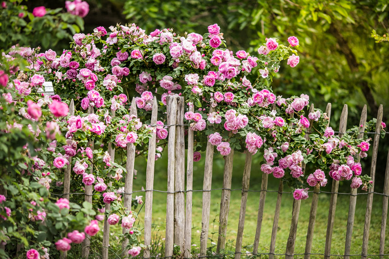 50-rosen-an-staketenzaun-im-cottage-garten-1 Rosa Rosen auf einem Staketenzaun