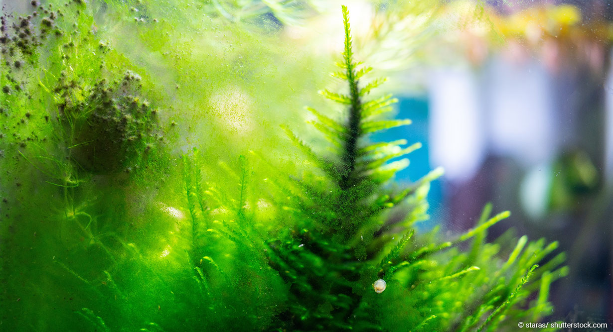 header-algen-im-aquarium-1230x667 Algen im Aquarium