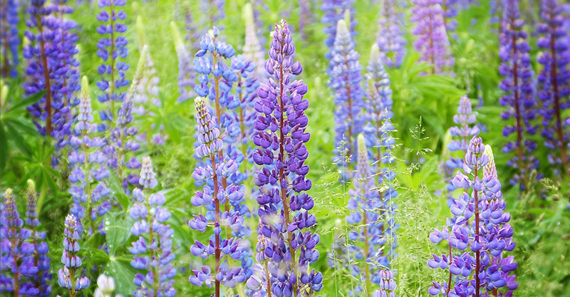 92-gruenduengung Feld voller blauer Lupinen