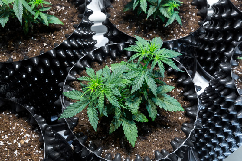 110-junge-cannabis-pflanzen Junge Cannabispflanzen im Topf