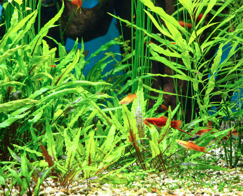 53-aquarium-kies-bodengrund Aquariumboden aus Kies mit Unterwasserpflanzen