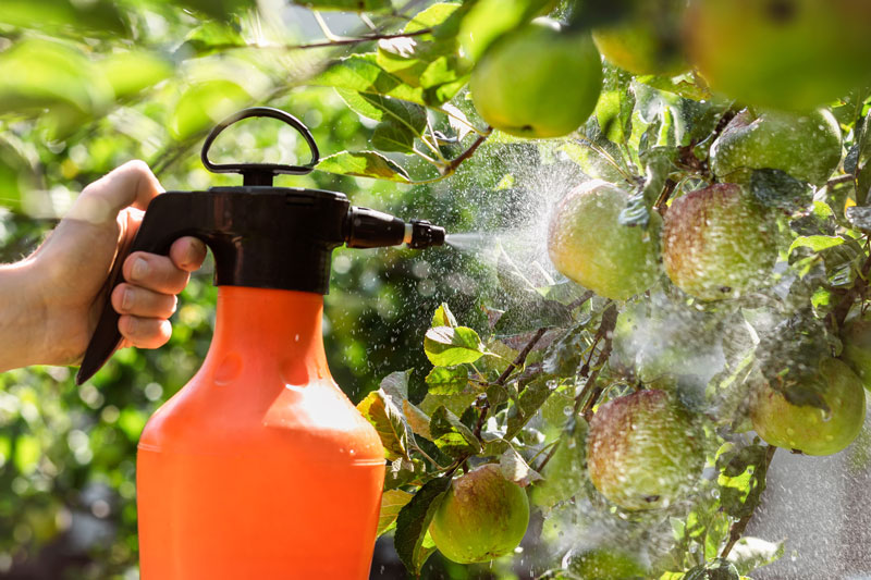 118-spruehflasche-obstbaum Mann spritzt Äpfel mit einer Sprühflasche ab