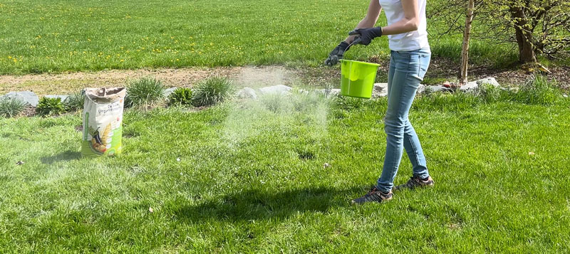 84-steinmehl Steinmehl wird händisch auf dem Rasen verteilt