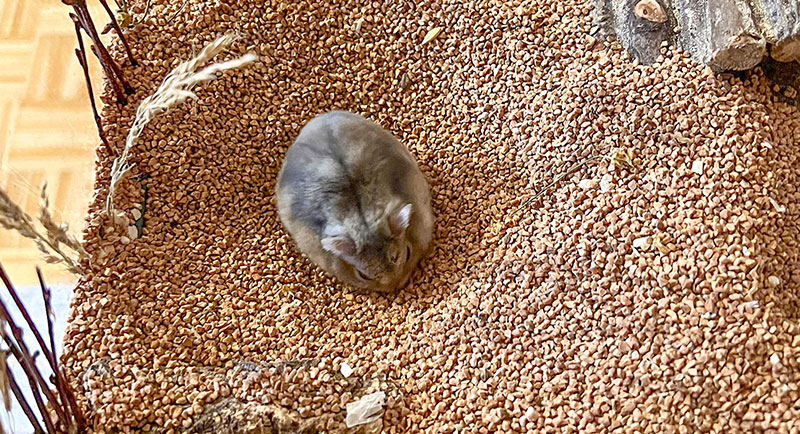 usp-hamsterglueck-4-800x434 Hamster buddelt in Walnussschalen Streu