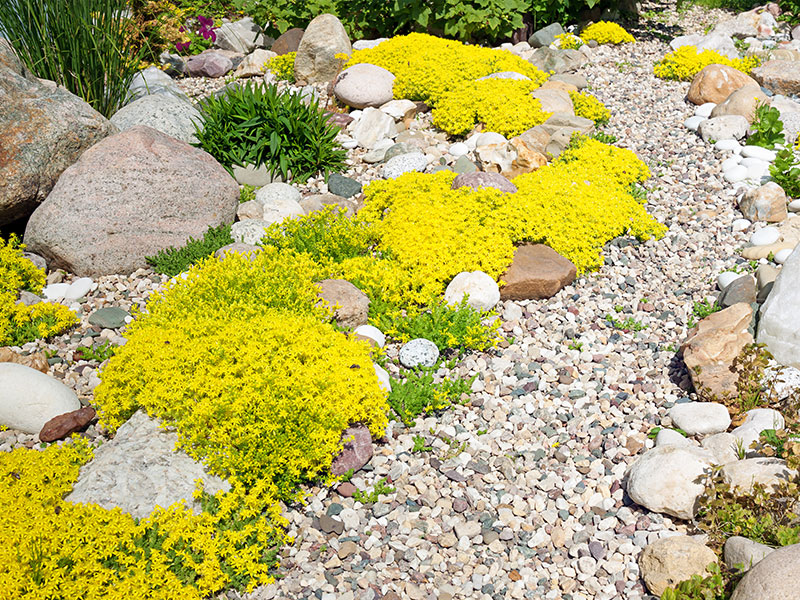 Steingartenlandschaft mit gelben Blüten