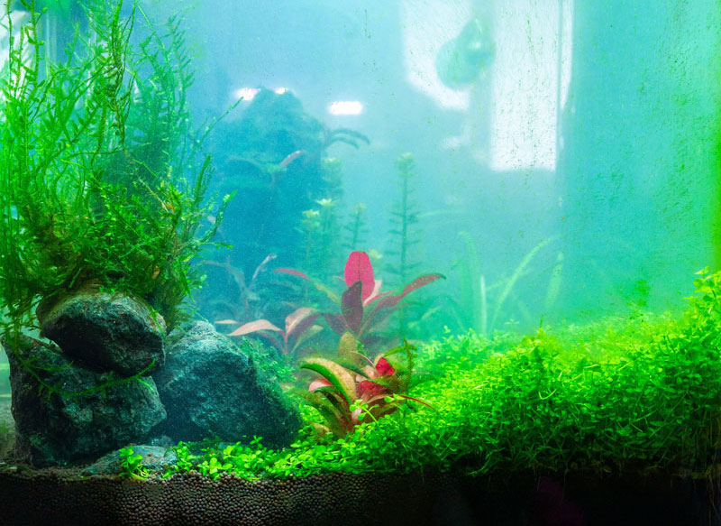 Milchiges Wasser in einem Aquarium