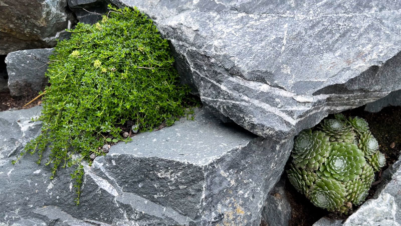75-wurz-und-thymian Thymian und Wurz ragen aus Steinansammlung hervor