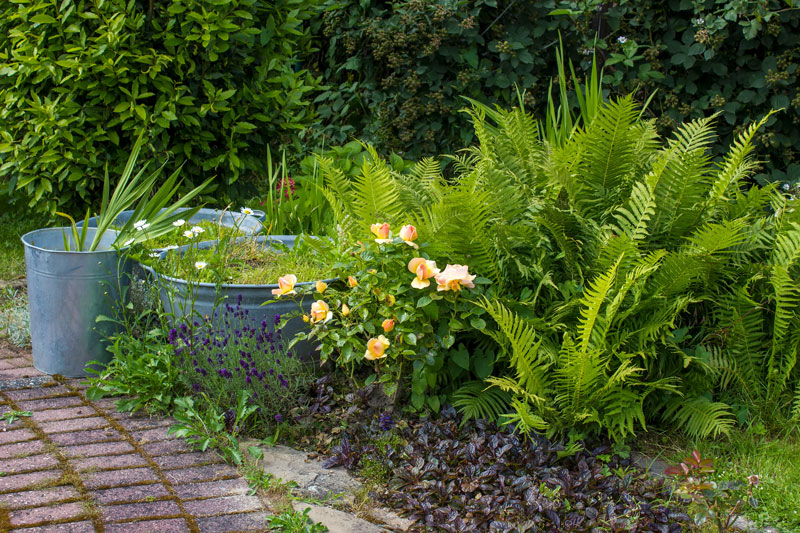Schattengarten mit verschiedenen Gräsern
