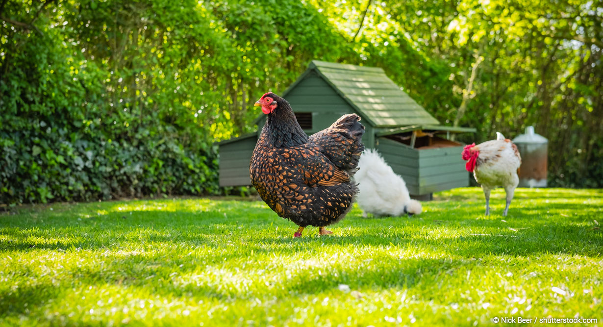 Hühner laufen über den Rasen im Garten