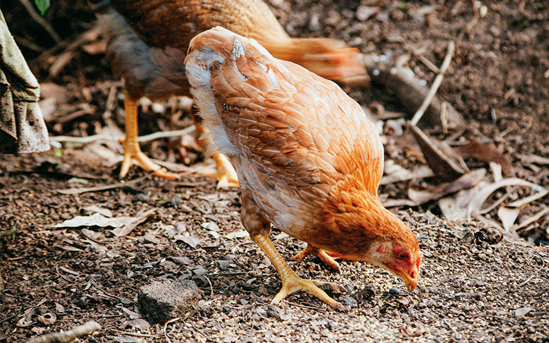 Huhn pickt Korn von Boden auf
