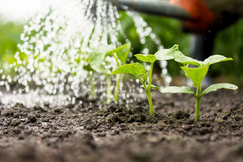 89-wassermanagement Setzlinge werden gegossen