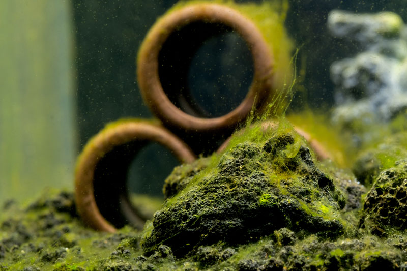 100-gruenalgen Algen in einer Aquariumslandschaft